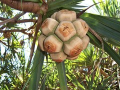 Pandanus basedowii