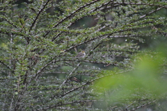 Ammodramus aurifrons