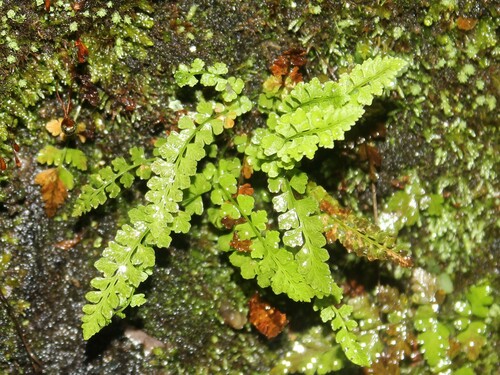 Image of Woodsia glabella by (c) Alex Karasoulos, some rights reserved (CC BY)