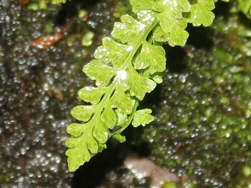 Image of Woodsia glabella by (c) Alex Karasoulos, some rights reserved (CC BY)
