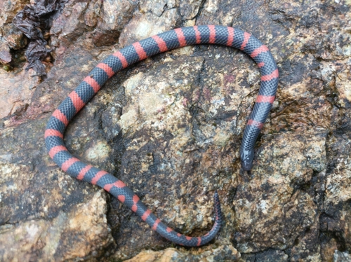 Sierra Juarez Earth Snake