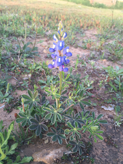 Lupinus subcarnosus