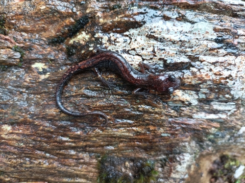 Claw-toothed Salamander, Pseudoeurycea unguidentis