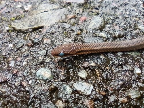 Oaxacan Graceful Brown Snake, Rhadinaea bogertorum