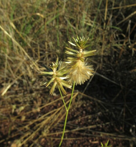 Ptilotus fusiformis