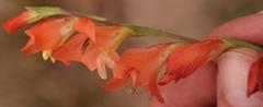 Gladiolus densiflorus