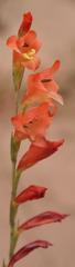 Gladiolus densiflorus