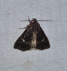 Condica albigera