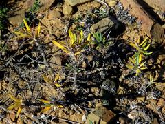 Pachypodium