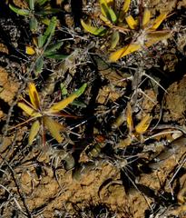 Pachypodium