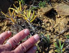 Pachypodium