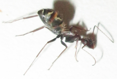 Camponotus vestitus