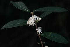Tricalysia