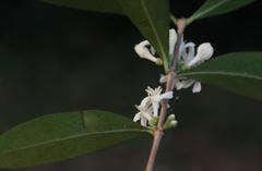 Tricalysia