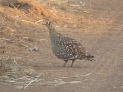 Double-Banded Sandgrouse photo 3