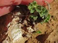 Fockea edulis