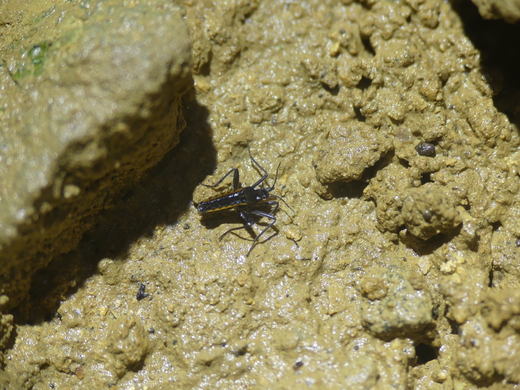 Water Crickets from 4492 Tecknau, Switzerland on August 12, 2023 at 11