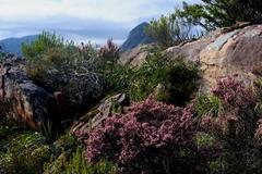 Erica uberiflora