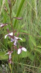 Eulophia zeyheriana