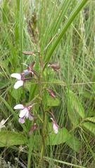 Eulophia zeyheriana