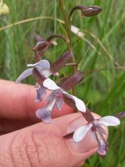 Eulophia zeyheriana