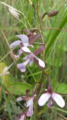 Eulophia zeyheriana