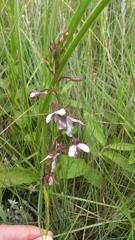Eulophia zeyheriana