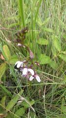 Eulophia zeyheriana