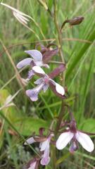 Eulophia zeyheriana