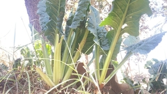 Beta vulgaris cicla