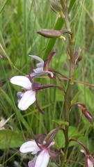 Eulophia zeyheriana