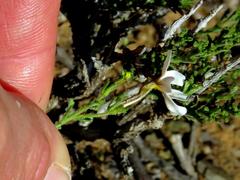 Jamesbrittenia filicaulis