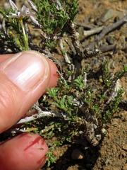 Jamesbrittenia filicaulis