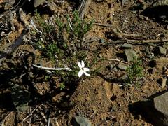 Jamesbrittenia filicaulis