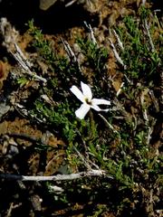 Jamesbrittenia filicaulis