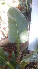 Beta vulgaris cicla