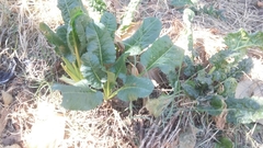 Beta vulgaris cicla