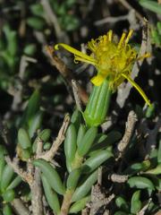 Senecio acutifolius