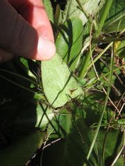 Alepidea natalensis