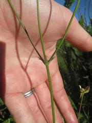 Alepidea natalensis