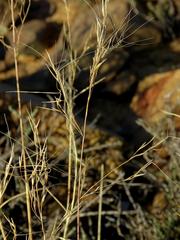 Aristida diffusa diffusa