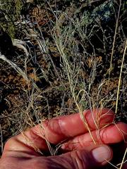 Aristida diffusa diffusa