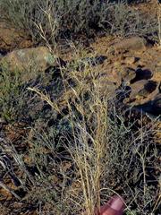 Aristida diffusa diffusa