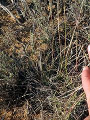 Aristida diffusa diffusa