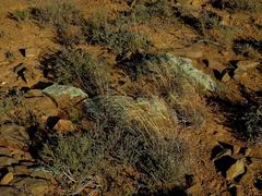 Aristida diffusa diffusa