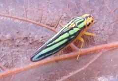 Poecilocarda cosmopolita