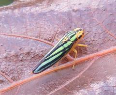 Poecilocarda cosmopolita