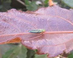 Poecilocarda cosmopolita