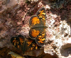 Phyciodes batesii