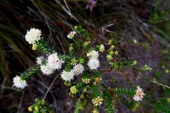Agathosma planifolia
